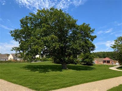 Picture 11